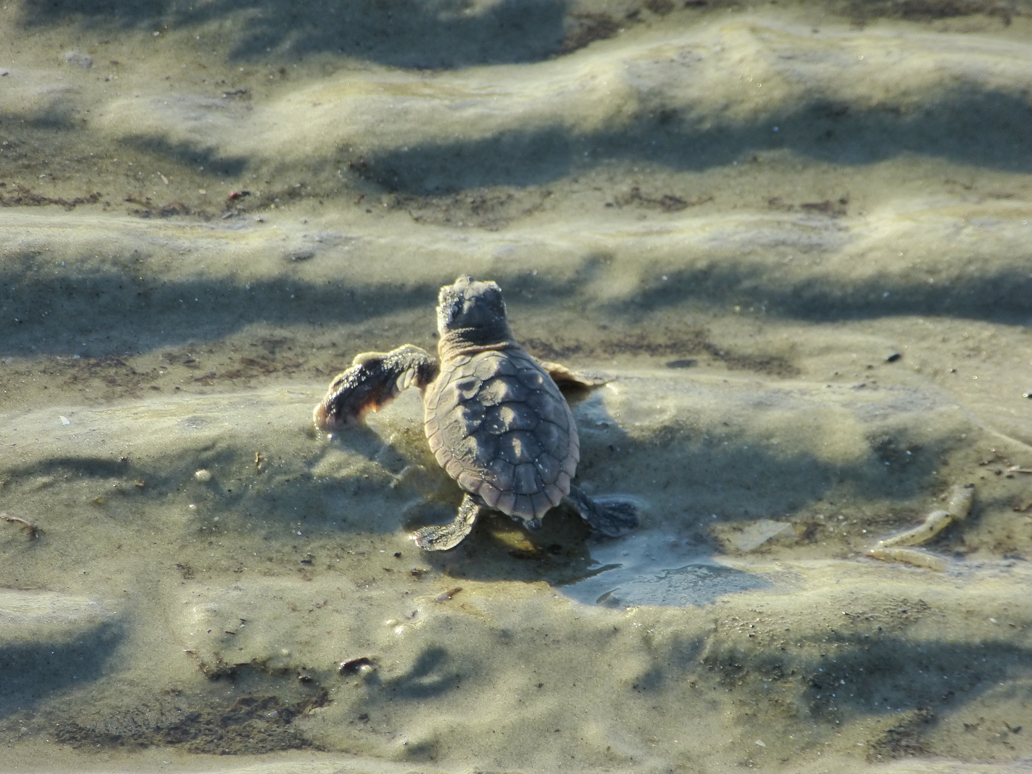 By U.S. Fish and Wildlife Service Southeast Region - Hatchling In Ripples_Uploaded by AlbertHerring, Public Domain, Link